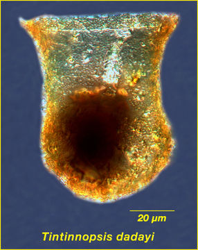 Image of <i>Tintinnopsis dadayi</i>
