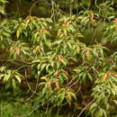 Image of Elaeocarpus mastersii King