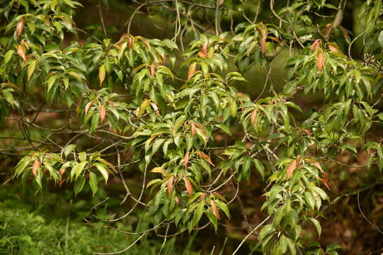 Image of Elaeocarpus mastersii King