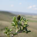 Image of Astragalus albicaulis DC.