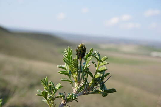 Imagem de Astragalus albicaulis DC.