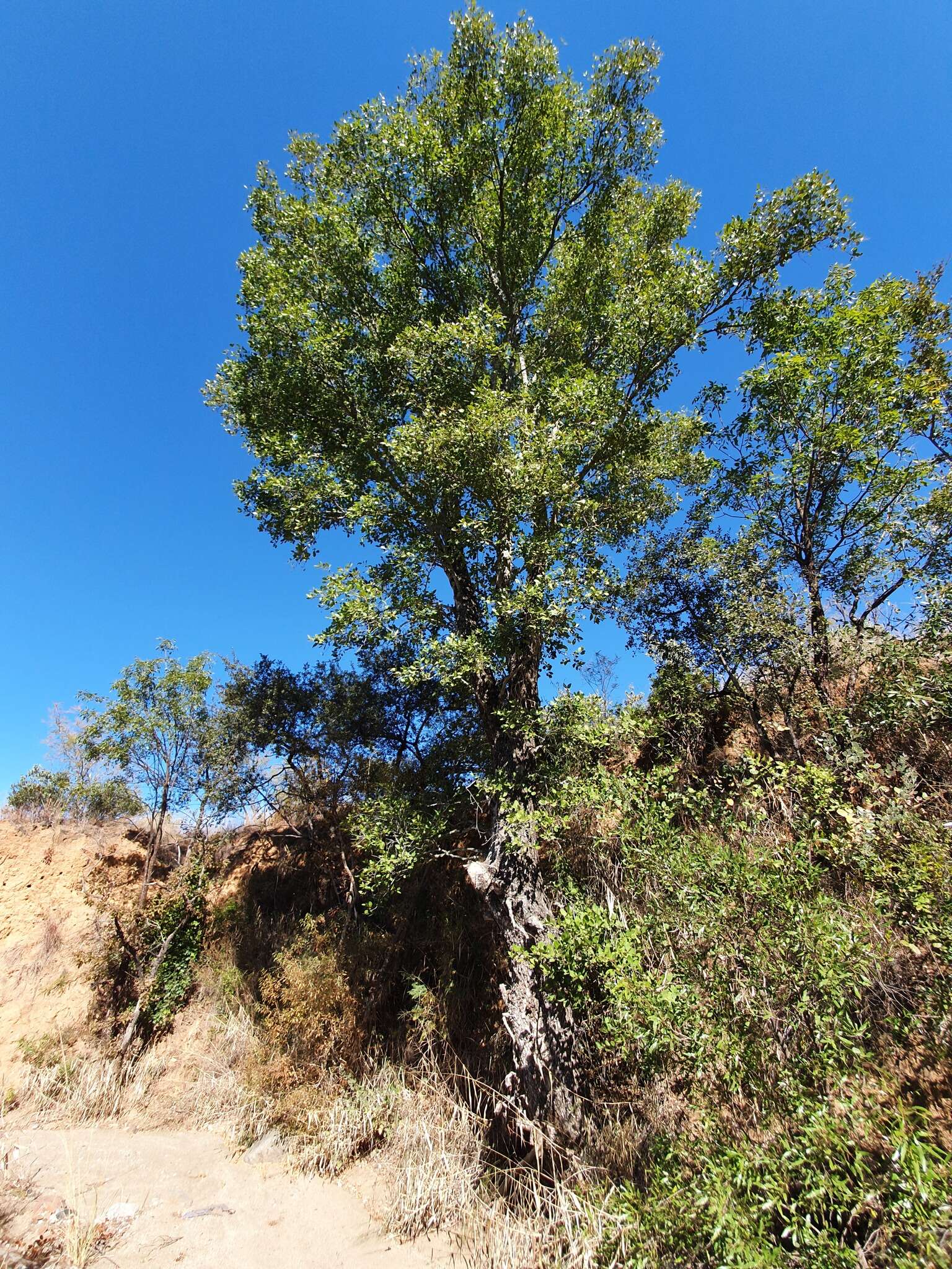 Imagem de Lydenburgia cassinoides N. Robson