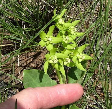 Image of Asclepias dregeana Schltr.