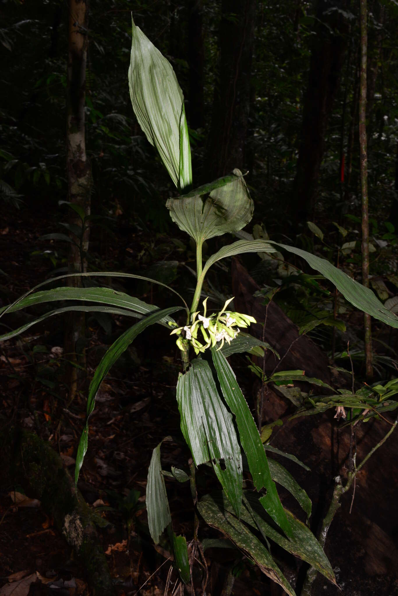 Image of crow orchid