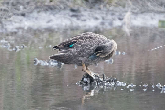 Image of Grey Duck