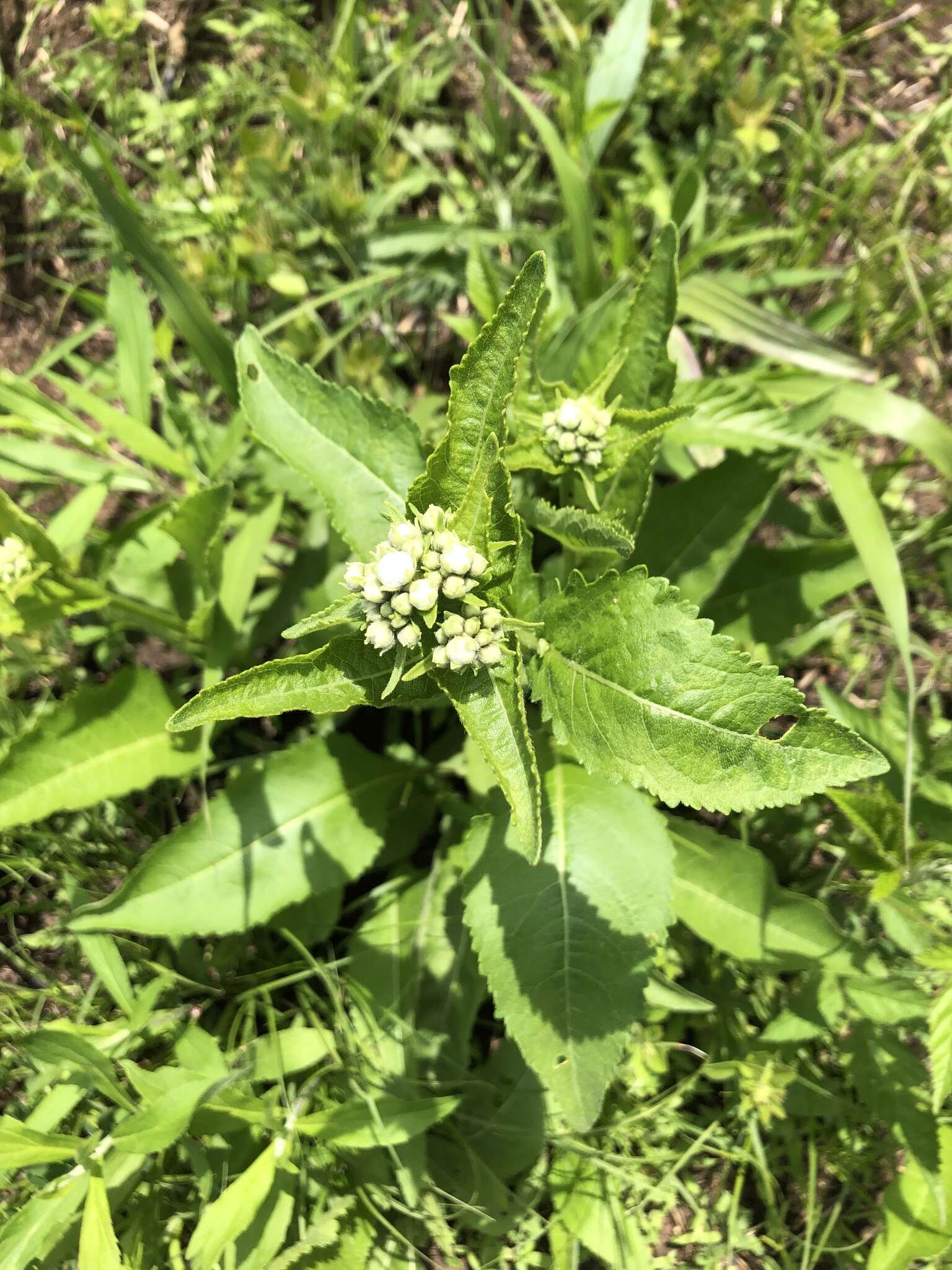 Sivun Parthenium auriculatum Britt. kuva