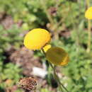 Image of Cotula membranifolia Hilliard