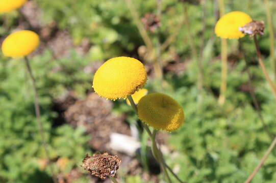 Image of Cotula membranifolia Hilliard