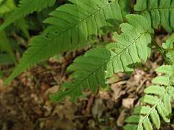 Image de Dryopteris lacera (Thunb.) Ktze.