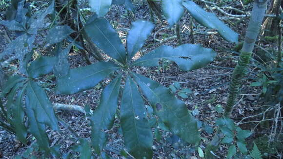 Image of black booyong