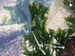 Image of Sea lettuce