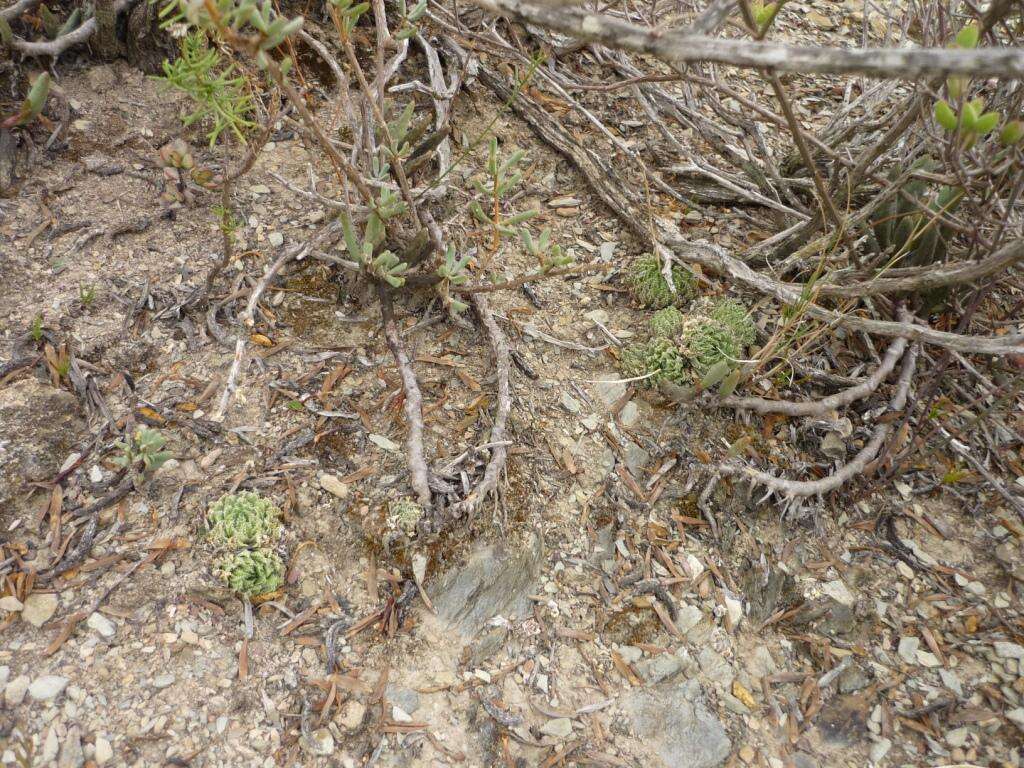 Image of Haworthia herbacea (Mill.) Stearn