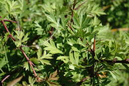 Image of Crataegus pallasii Griseb.