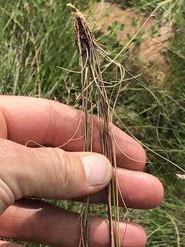 Image of Aristida scabrivalvis Hack.