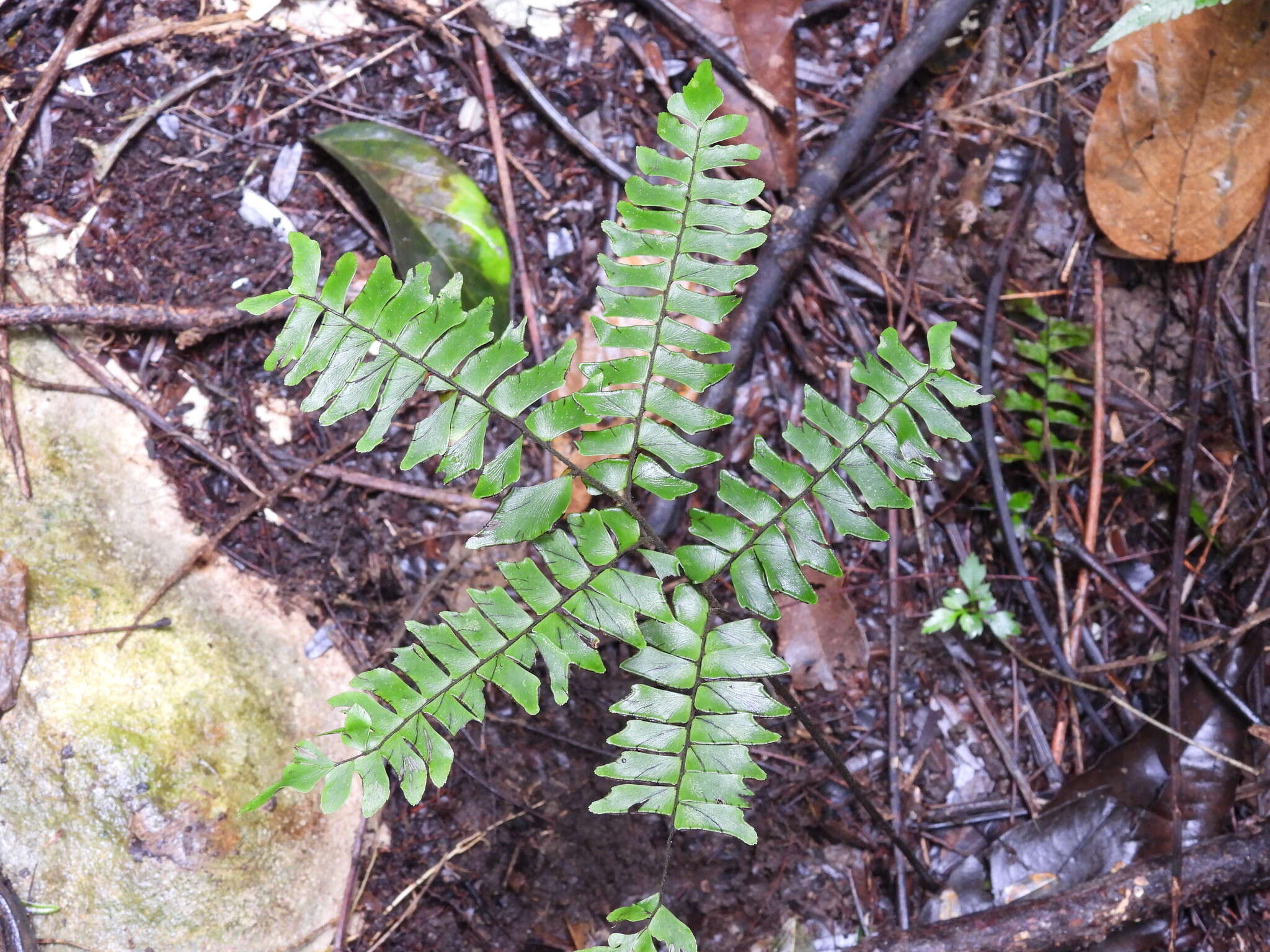 Plancia ëd Adiantum villosum L.