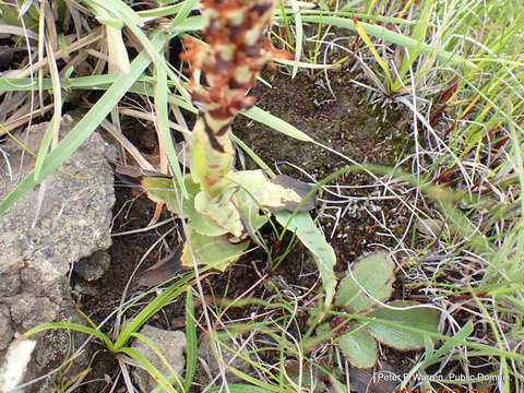 Image of Disa fragrans subsp. fragrans