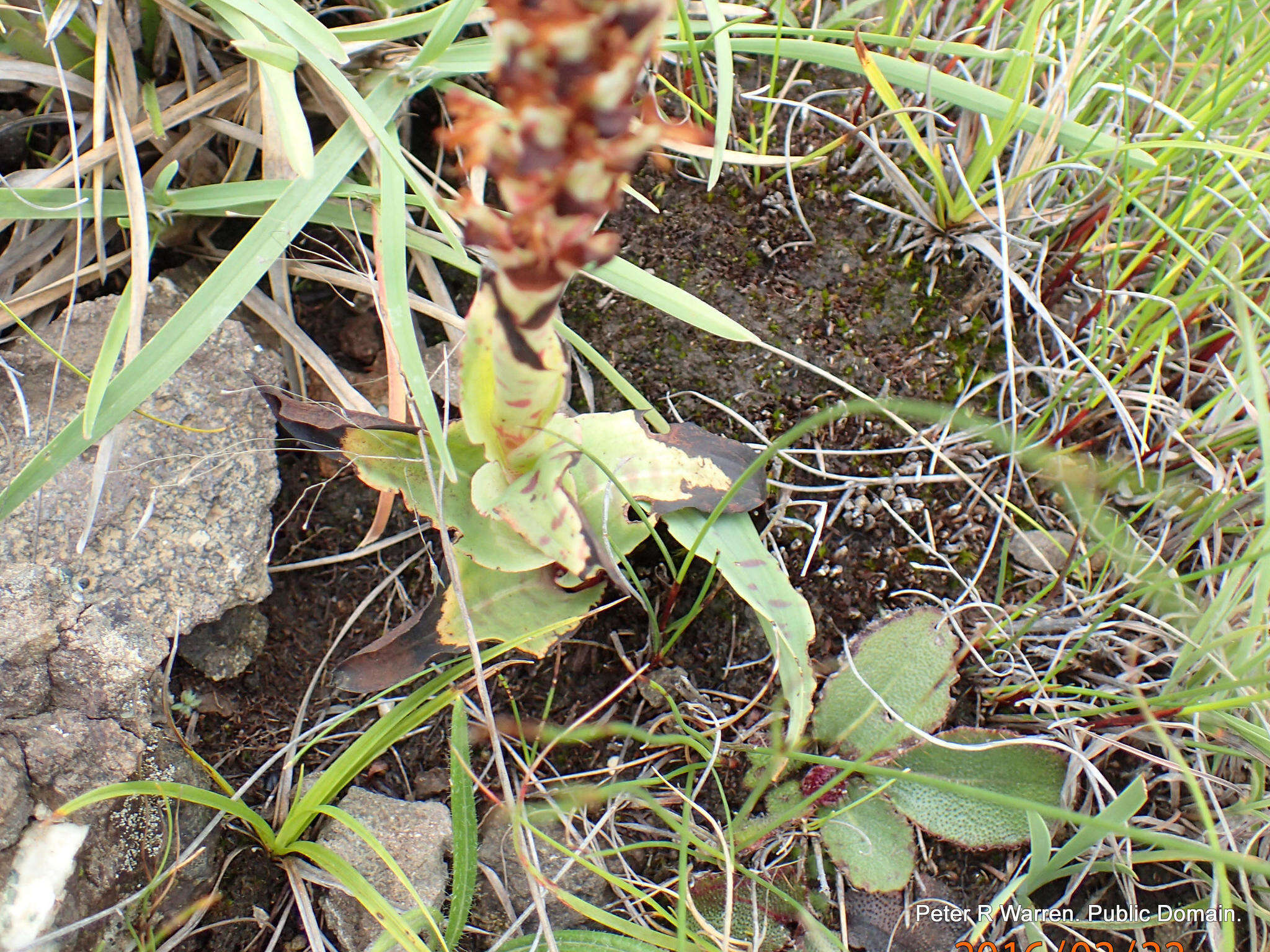 Image de Disa fragrans subsp. fragrans