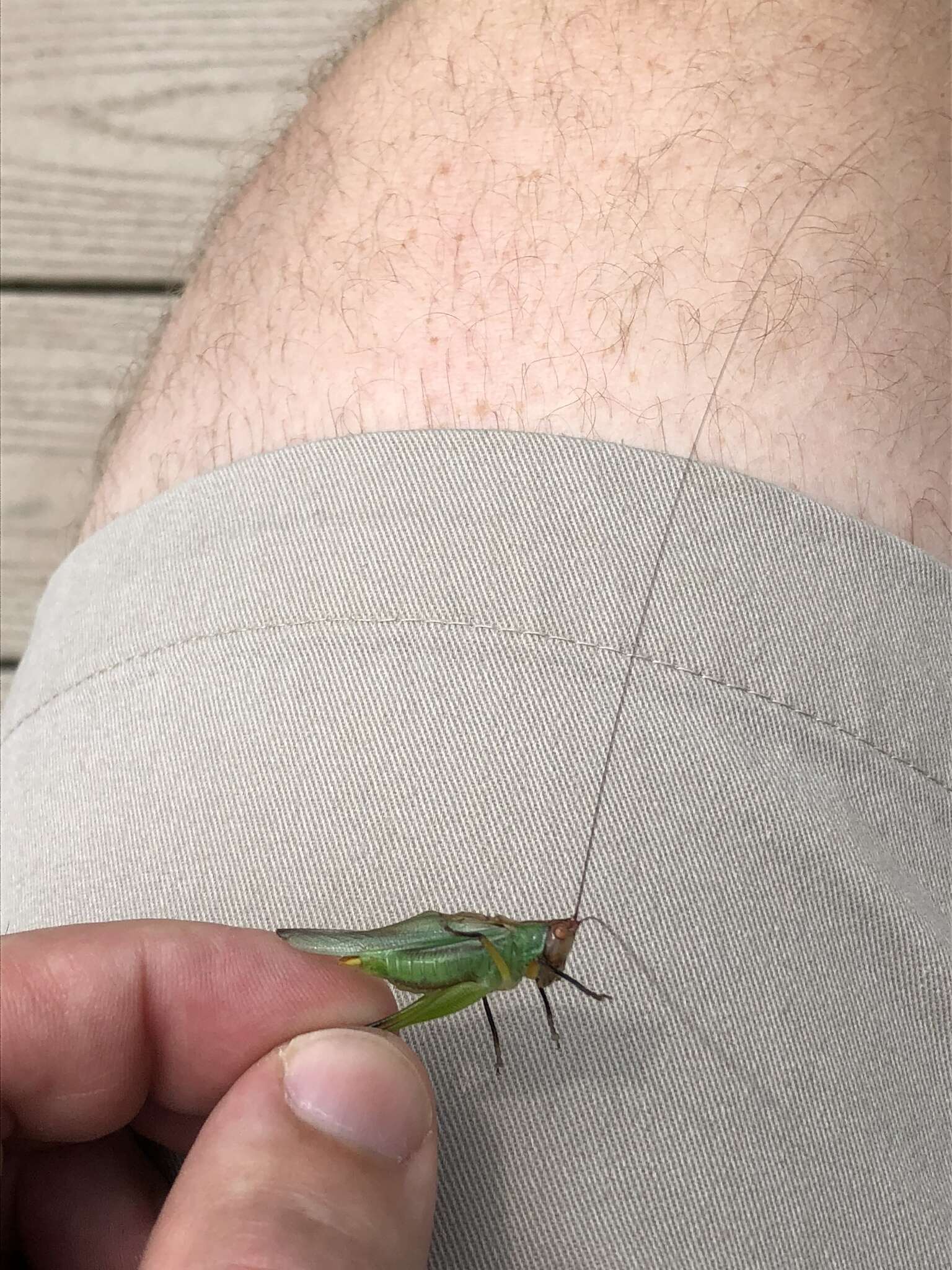 Image of Black-legged Meadow Katydid