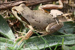 Image of Alpine Tree Frog