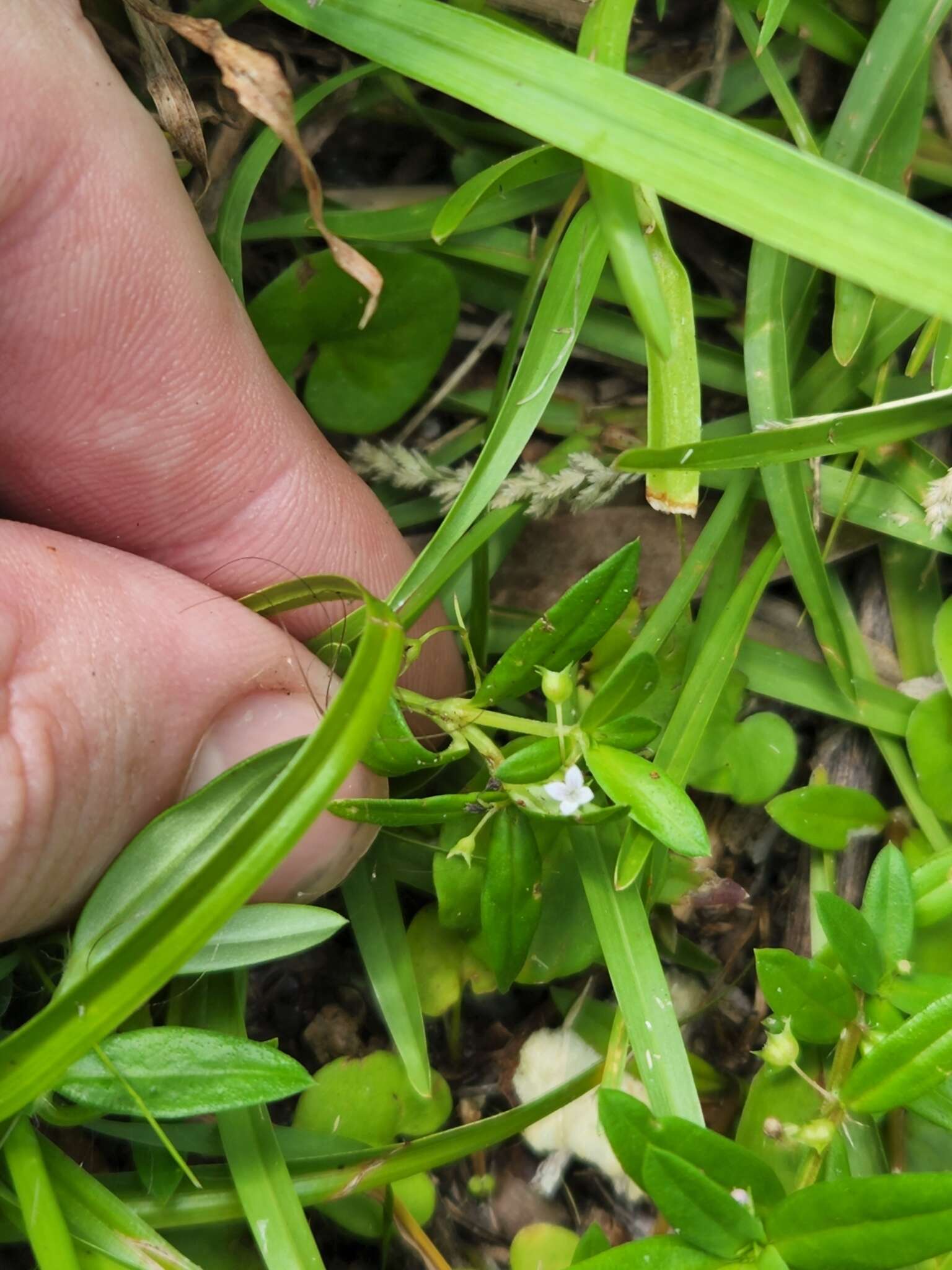 Image of Oldenlandia corymbosa var. corymbosa