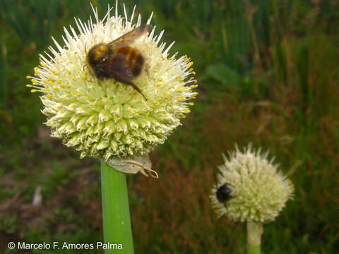 Image of Bombus robustus Smith 1854