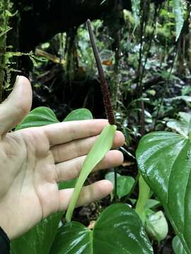 Image of Anthurium talamancae Engl.