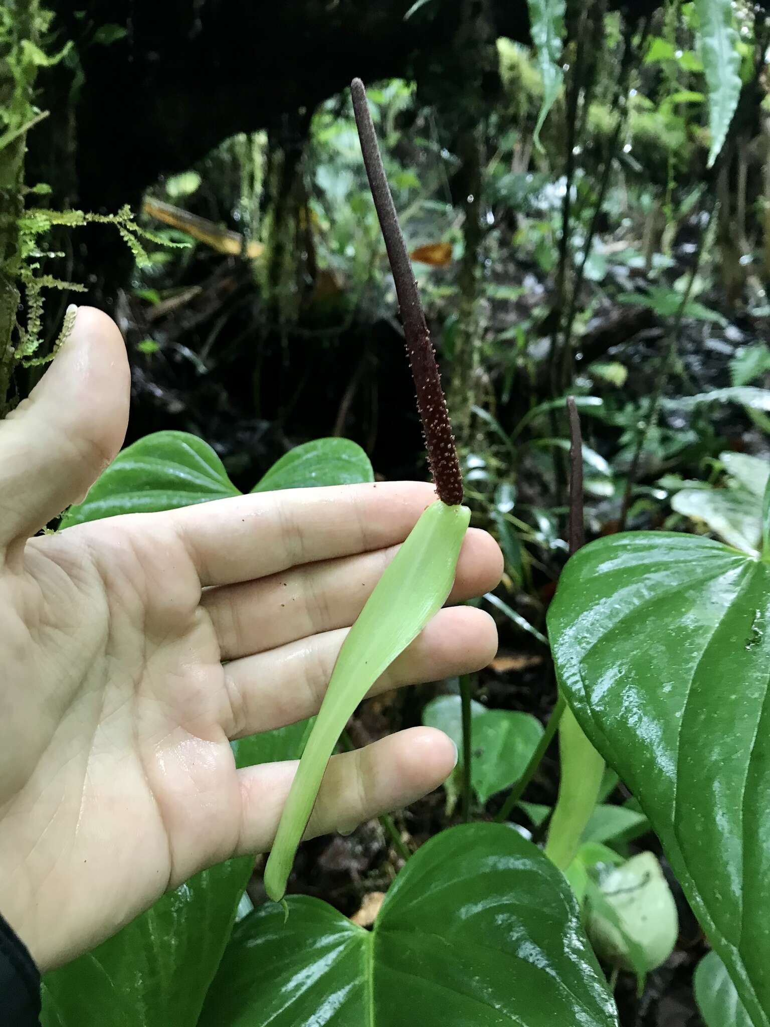 Imagem de Anthurium talamancae Engl.