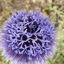 Image de Echinops bovei Boiss.