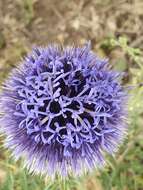 Image de Echinops bovei Boiss.