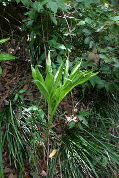 Image of Amorphophallus henryi N. E. Br.