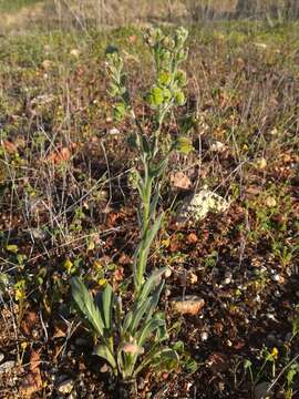 Image of Cynoglossum clandestinum Desf.