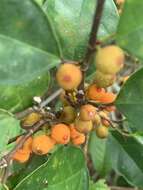 Image of Ficus heteropleura Bl.