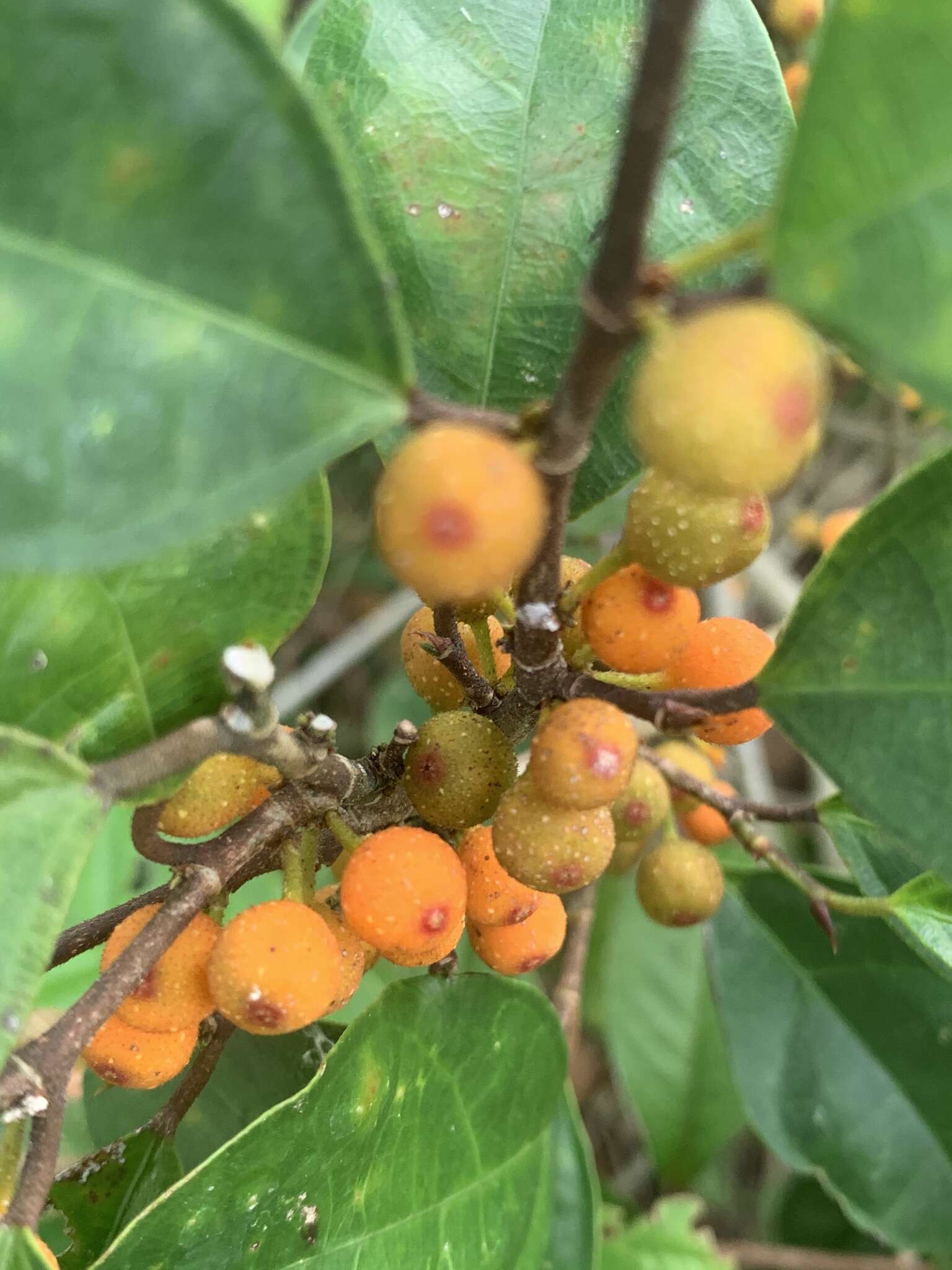 Image de Ficus heteropleura Bl.