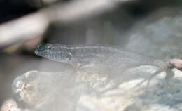 Image of Cozumel Spiny Lizard