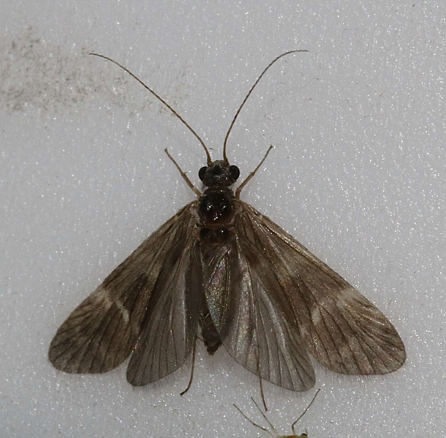 Smicridea (Smicridea) fasciatella McLachlan 1871 resmi