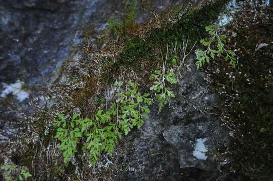 Sivun Cryptogramma stelleri (Gmel.) Prantl kuva