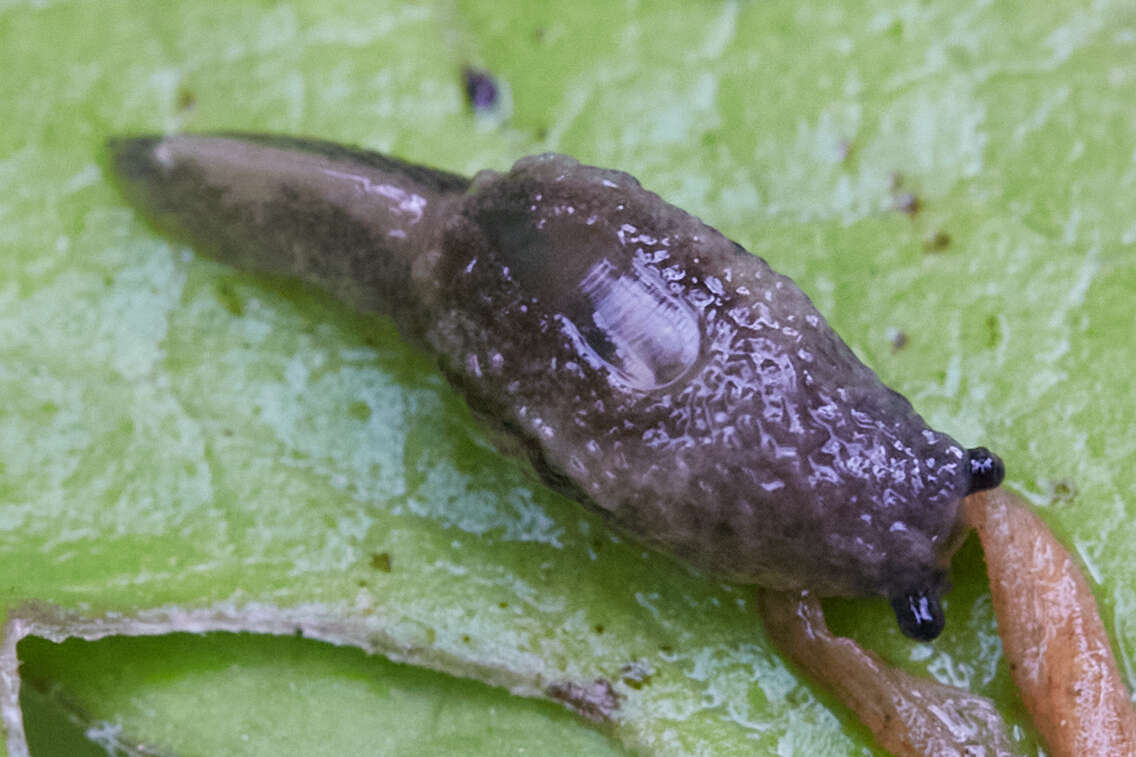 Image of Hemphillia glandulosa Bland & W. G. Binney 1872