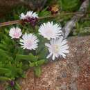 Image of Delosperma grantiae L. Bol.