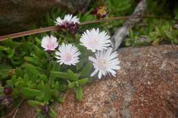 Image of Delosperma grantiae L. Bol.