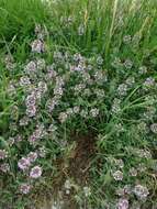 Image of Thymus kosteleckyanus Opiz