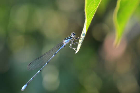 Image of Stream Bluet