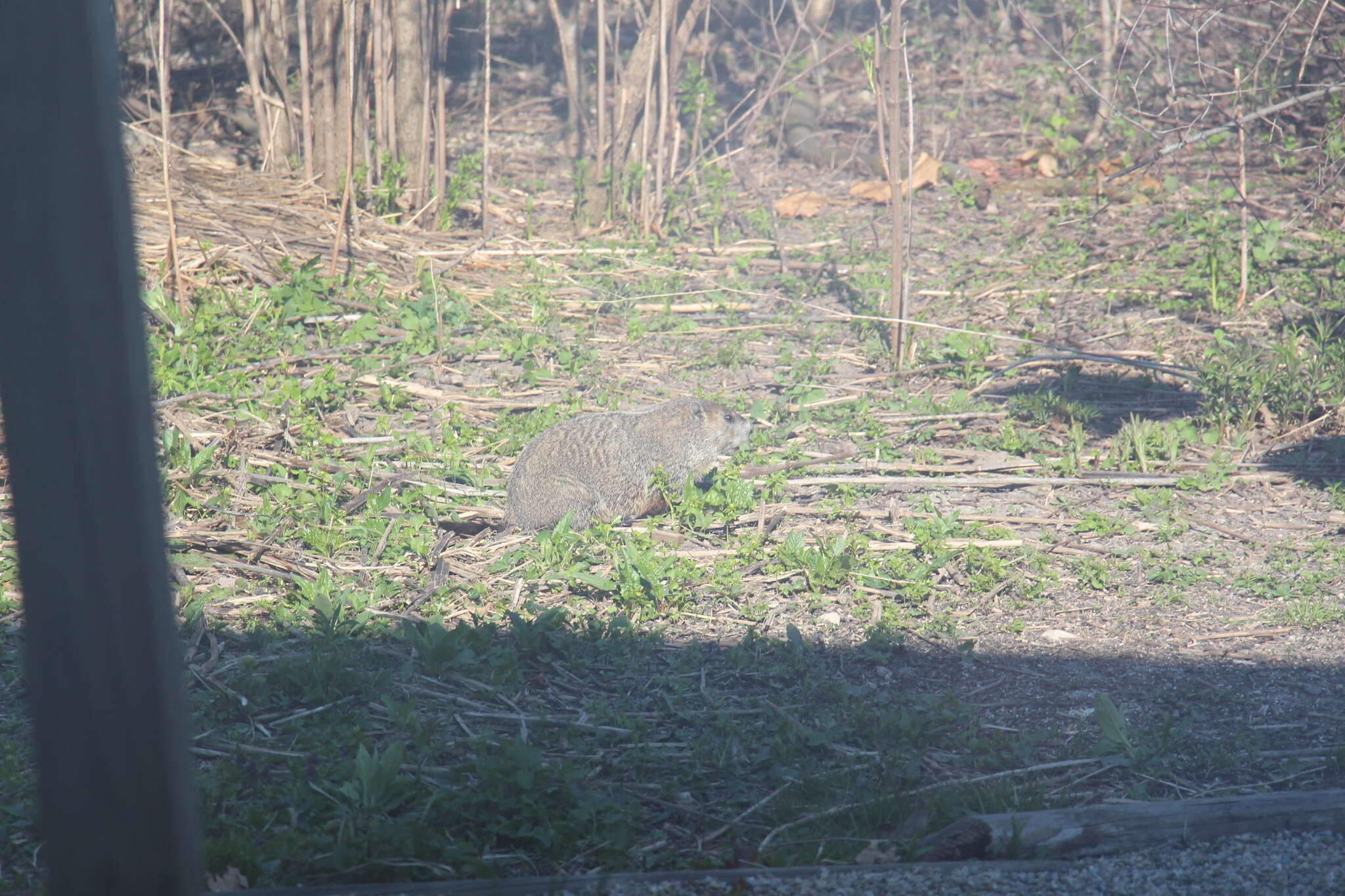 Image of Marmota subgen. Marmota Blumenbach 1779