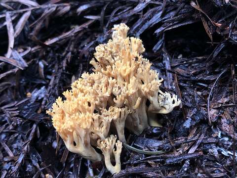 Plancia ëd Phaeoclavulina myceliosa