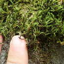Image of Grimmia ramondii Margadant 1972