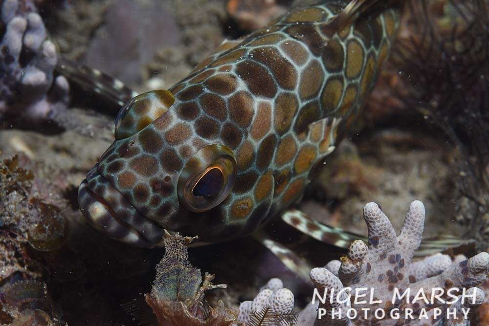 Image of Barred-chest Rock-cod