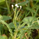 Image de Persicaria stelligera (Cham.) Galasso