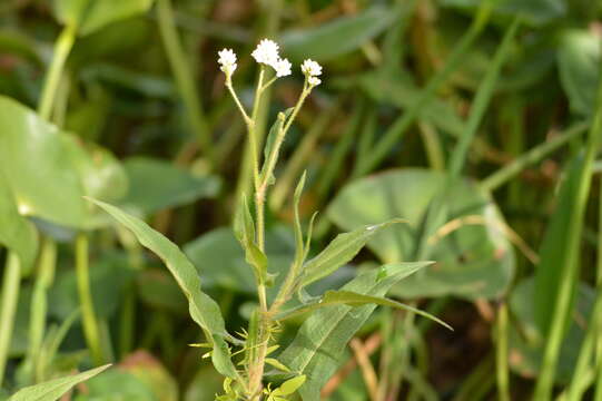 Image of Persicaria stelligera (Cham.) Galasso