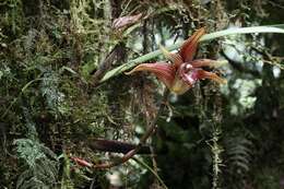 Image of Maxillaria striata Rolfe