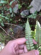 Слика од Athyrium clivicola Tag.