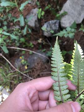 Image of Athyrium clivicola Tag.